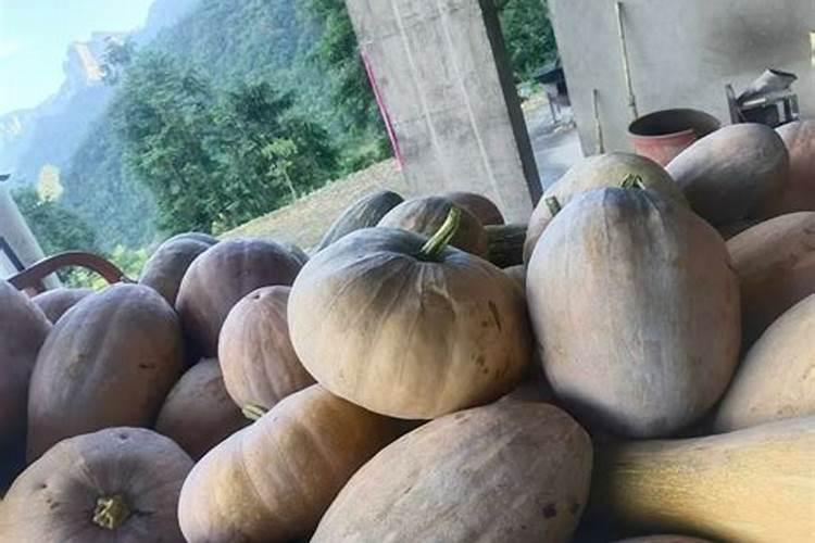 金银花开花前十天还能喷雾硼肥叶面肥吗？