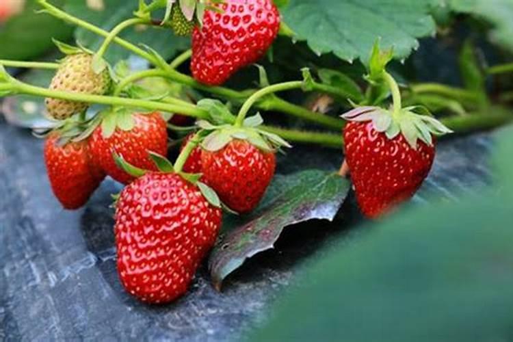 草莓结果期追施用什么肥料？草莓挂果期用什么叶面肥效果好？