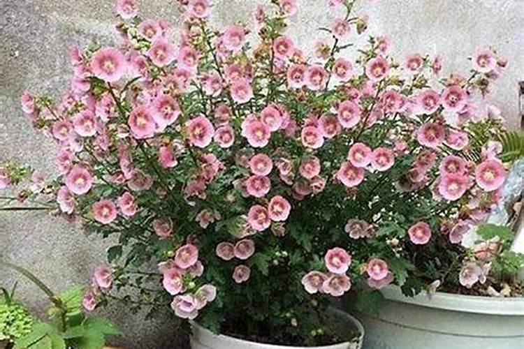 盆栽小木槿施什么肥