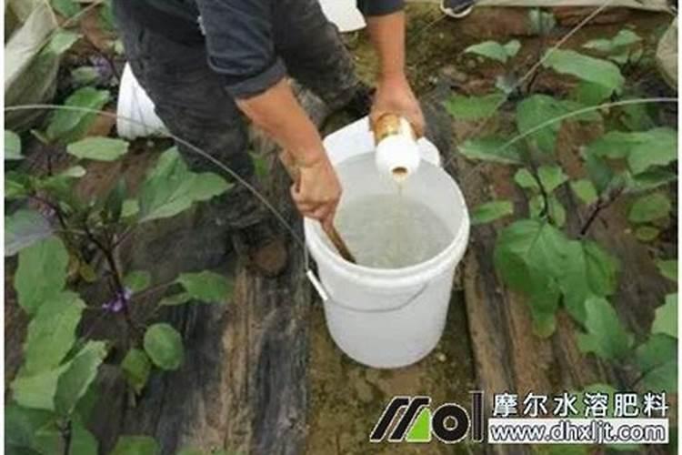 刚给桃树打完冲施肥,可以浇水吗？