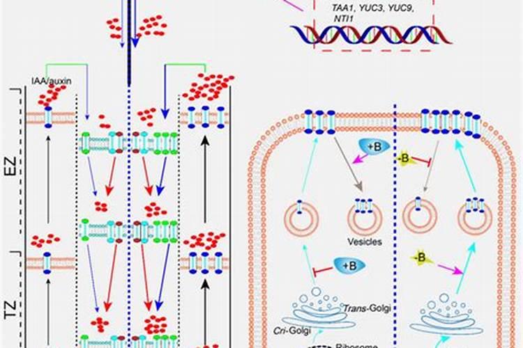 小白菜出芽后几天浇肥 可以施复合肥吗