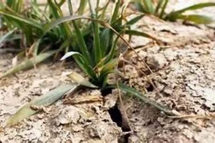 白粉病是什么原因造成的