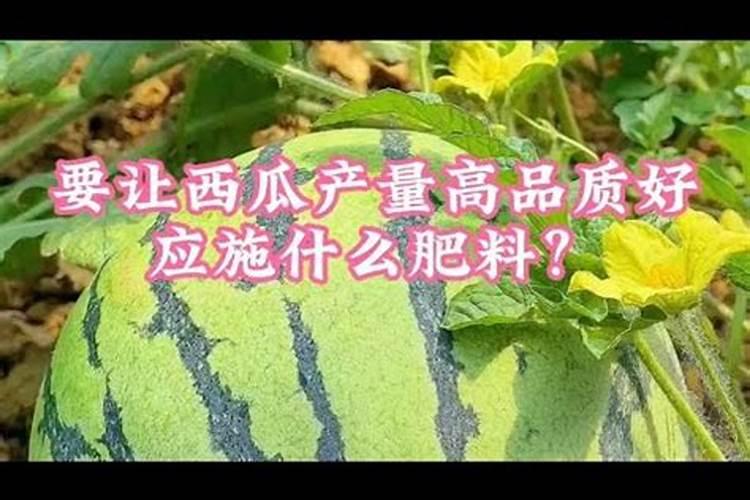 马铃薯如何施肥更科学？