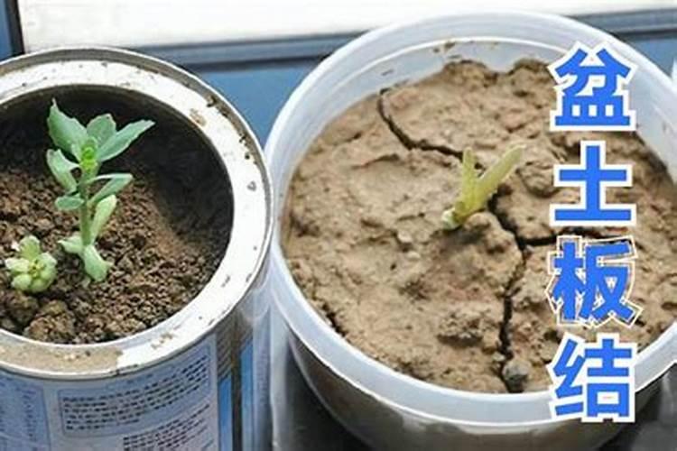 盆栽施肥就不用换土(盆栽施肥可以直接施在表面吗)