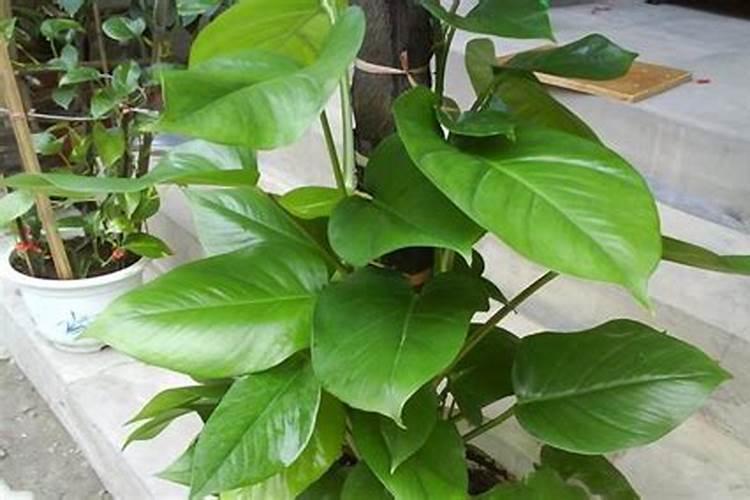 防御小麦干热风的方法有哪些？