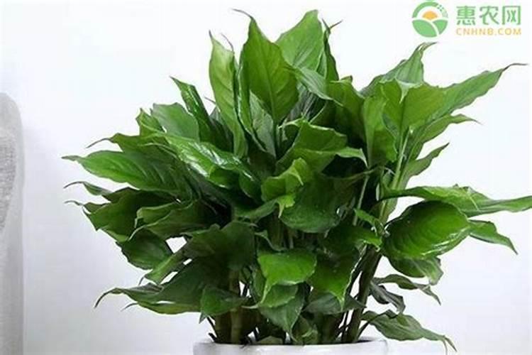 广东万年青用什么肥料