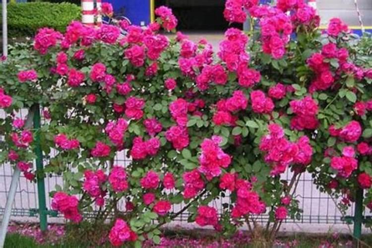 芸苔素功效作用