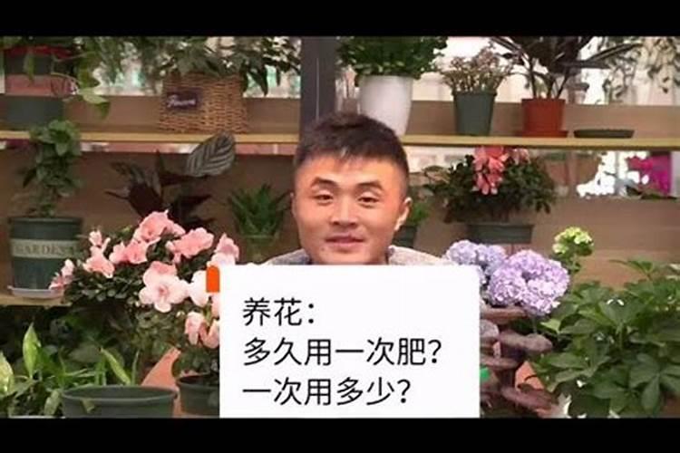 四季果叶子发黄掉叶子咋回事？