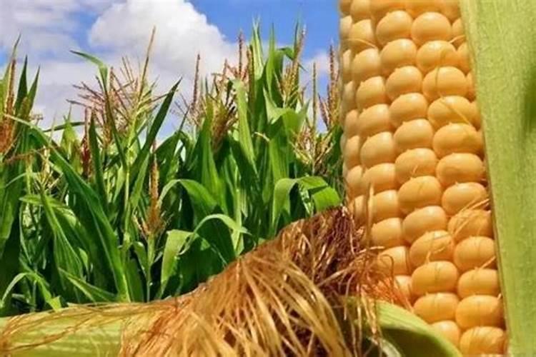 玉米施肥最佳方法