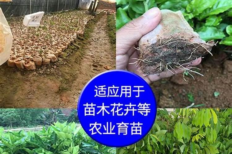 怎样鉴别海参的品质