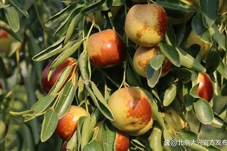 nmax肥料增效剂属于什么产品