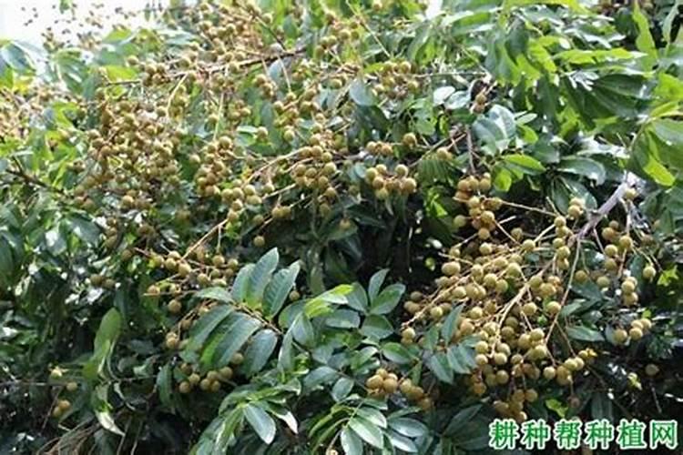 芒果开花期如何管理授粉