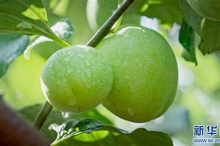 罗布泊水溶肥在生产工艺上的特点是什么？
