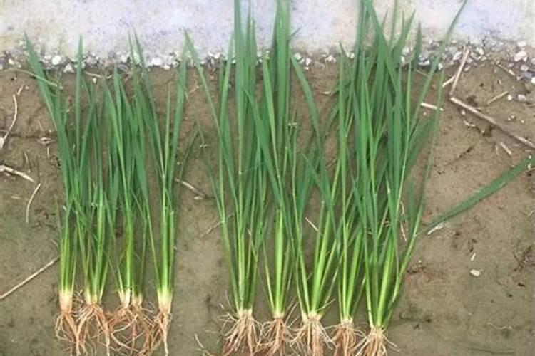 种魔芋不烂的方法