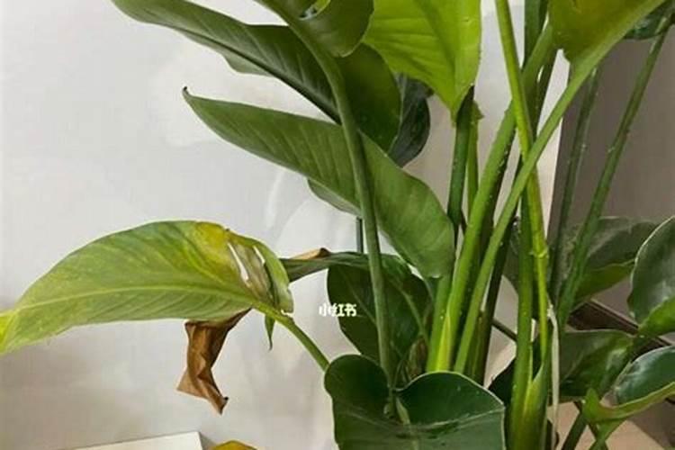 如何改善土壤肥力环境