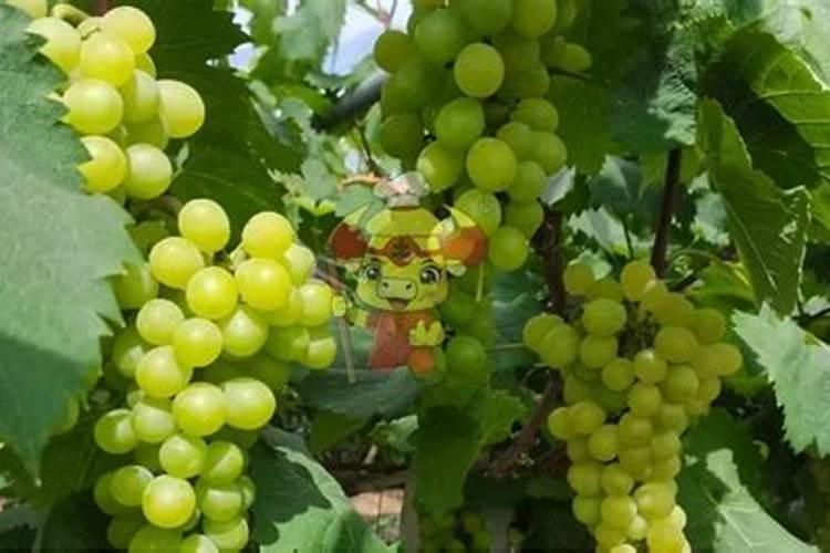 ...黄腐酸钾为载体配制生产1吨百香果专用液体水溶肥技术配方及生产工艺...