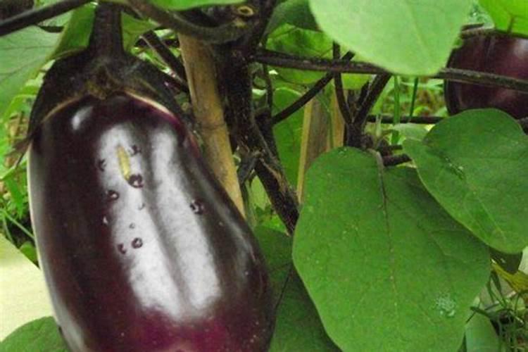 硝态氮肥的特点