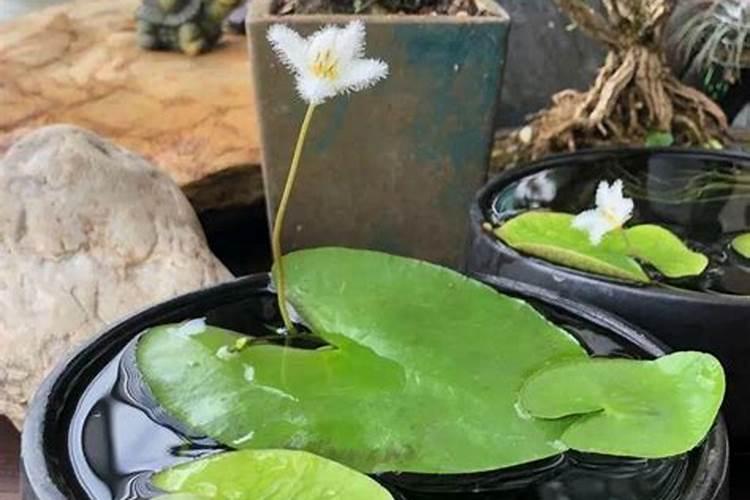 小麦倒伏后重新直立的原因