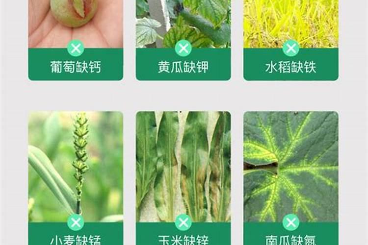 叶面肥是不是绿叶神效
