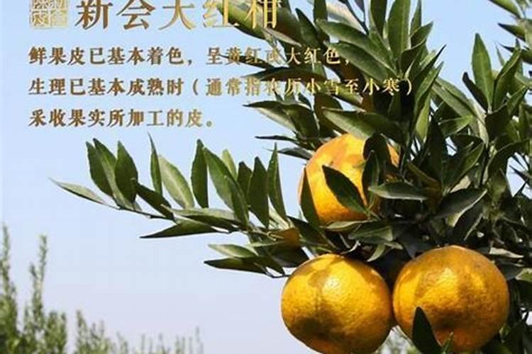 如何种好夜兰花 种好夜兰花方法