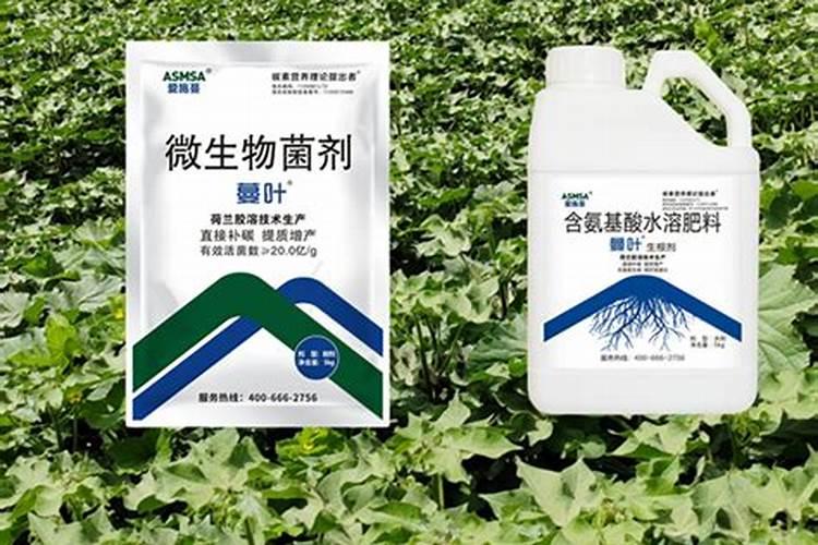 化肥水浇龙眼树多少天见效