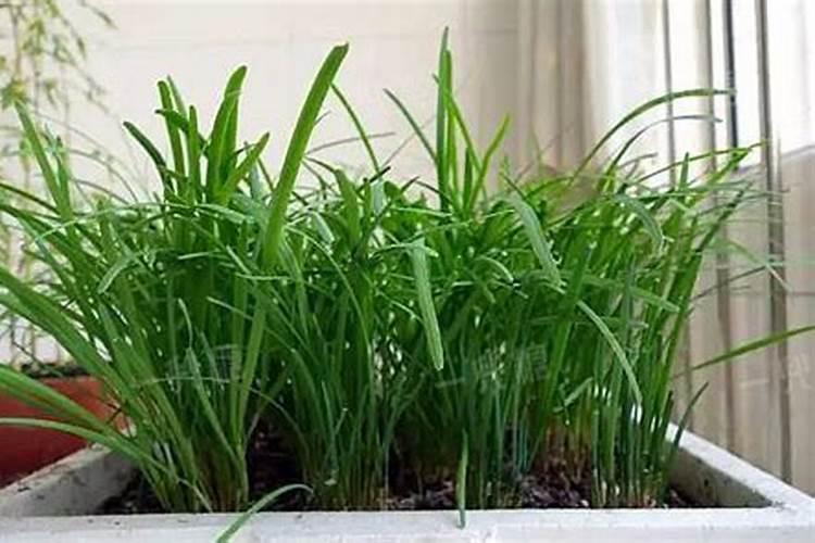 多肉第一次上盆后多久浇水 多肉第一次上盆后多长时间浇水