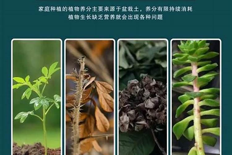 有机复合肥是什么肥料 黑色复合肥是什么肥料