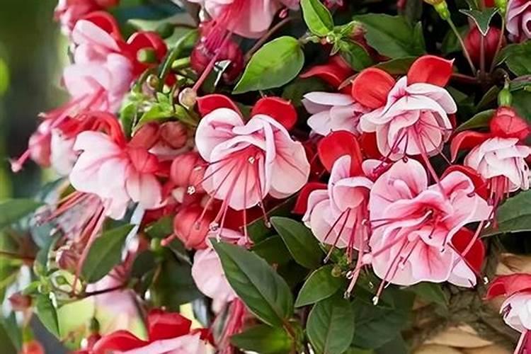 富贵竹不生根怎么办