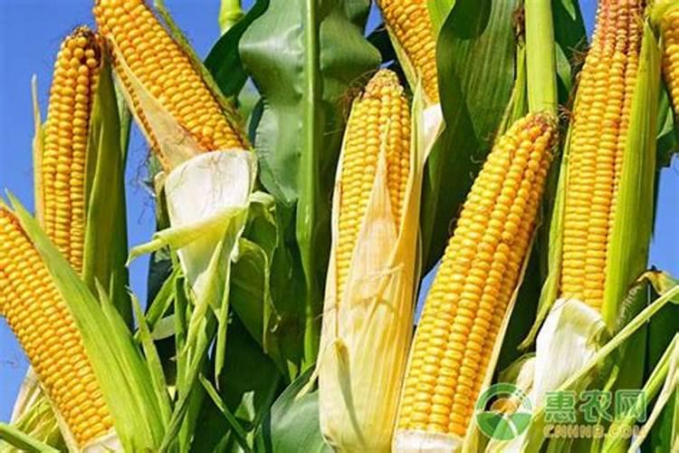 玉米田能用硫酸钾复合肥吗