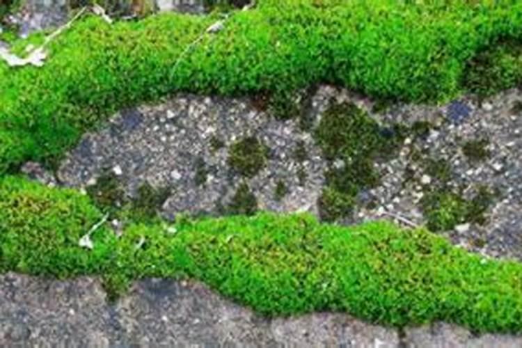 刚移栽的植物要马上浇水吗