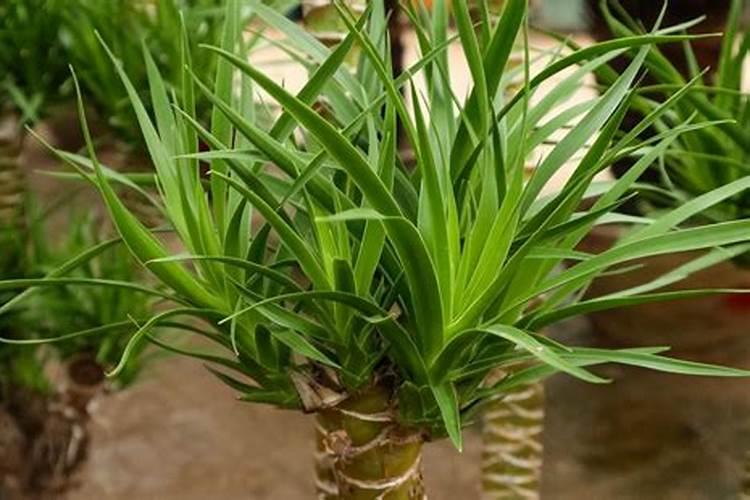 花卉龙须树怎么养护