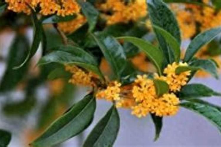 冬天桂花树怎么能种活