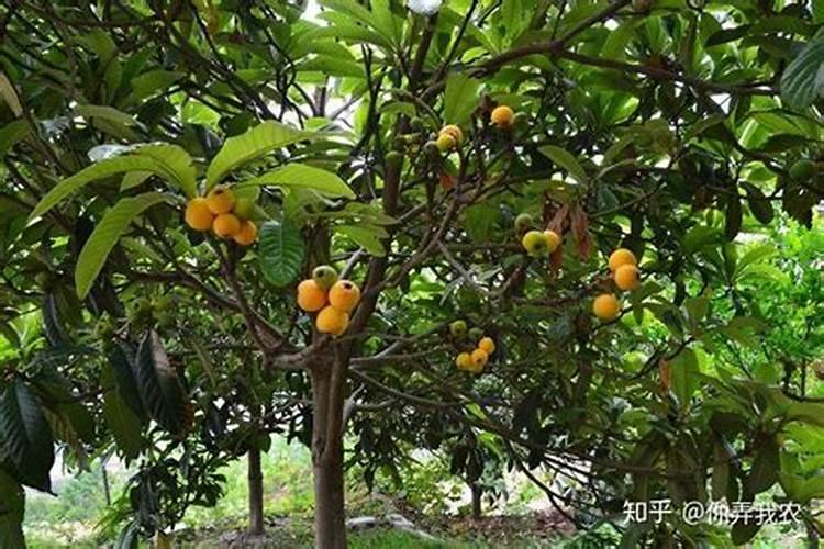 枇杷树施什么肥枇杷树怎么施肥