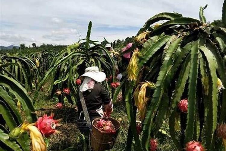 彩虹糖和m豆是一家的吗