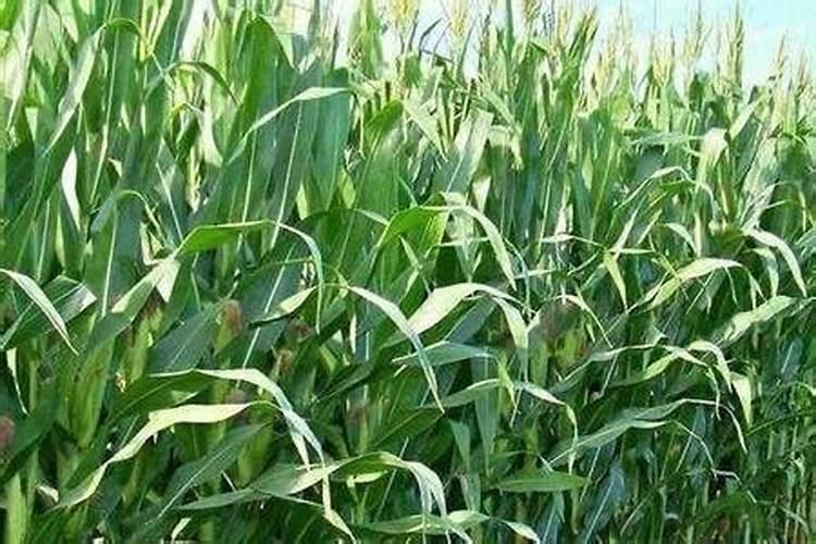 小麦专用肥哪个品牌好