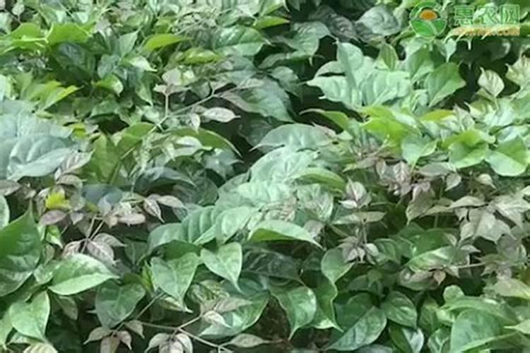 幸福树多久施肥一次