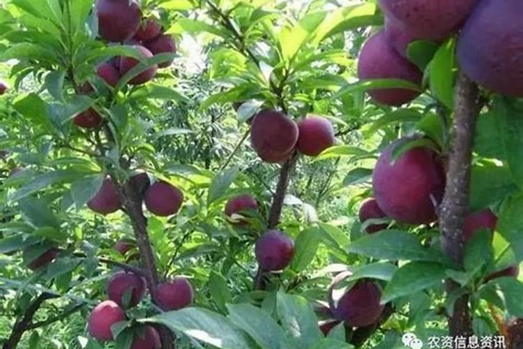 李子苗的果实收果后如何管理,需要防治什么病害呢？