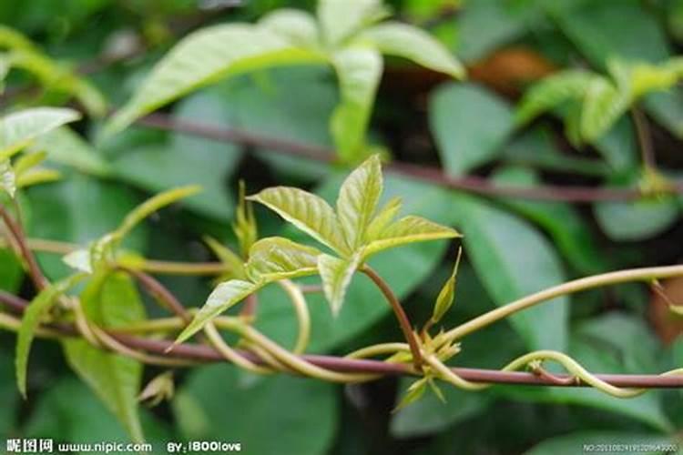 芭田水溶肥和红牛水溶肥哪个好？