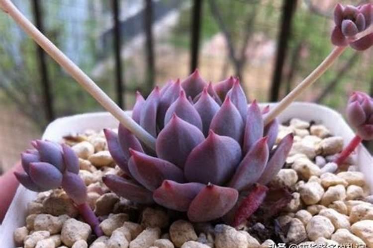 水溶肥是什么肥料