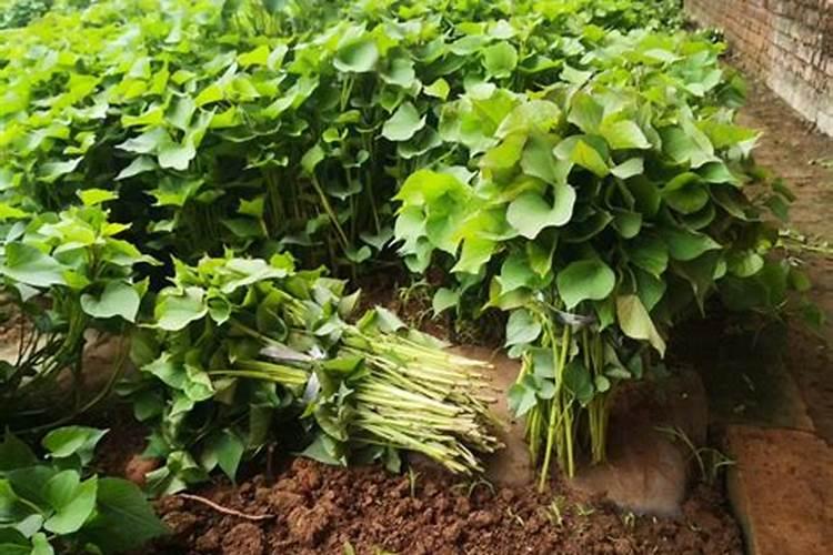 氮肥和磷钾肥能一起用吗 氮肥可以促进植物什么生长