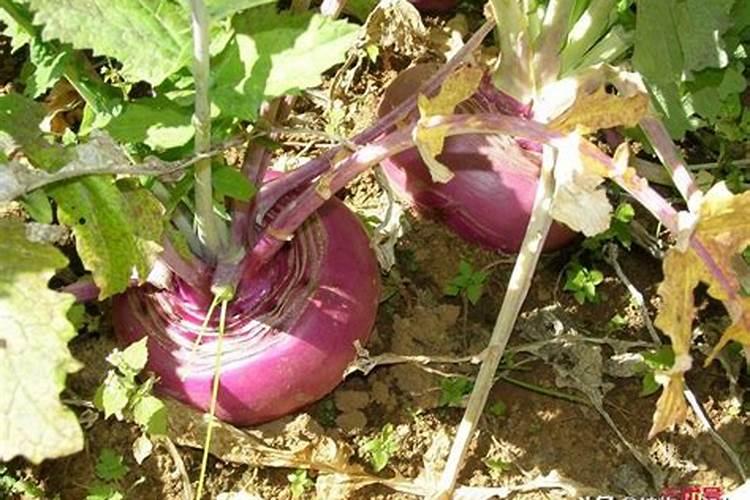 蔬菜种植缺硼有什么症状？如何正确补硼？