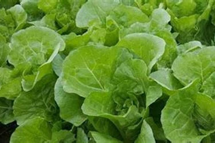 西瓜什么时候施肥 西瓜哪个时候施肥