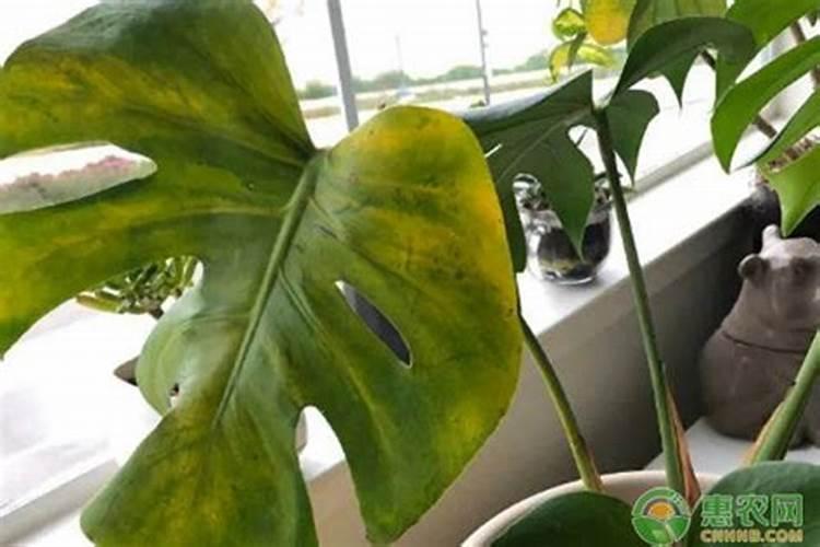 “龟背竹”冬日叶子发蔫,用“它”兑清水,稀释后喷叶片,几天就变油...