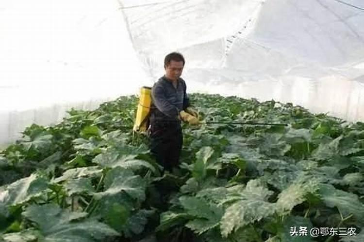 菜地常用的微量元素肥料有几种？