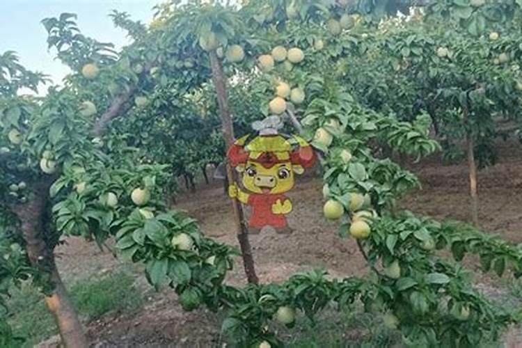 关于化疗,吡柔比星和表柔比星的问题