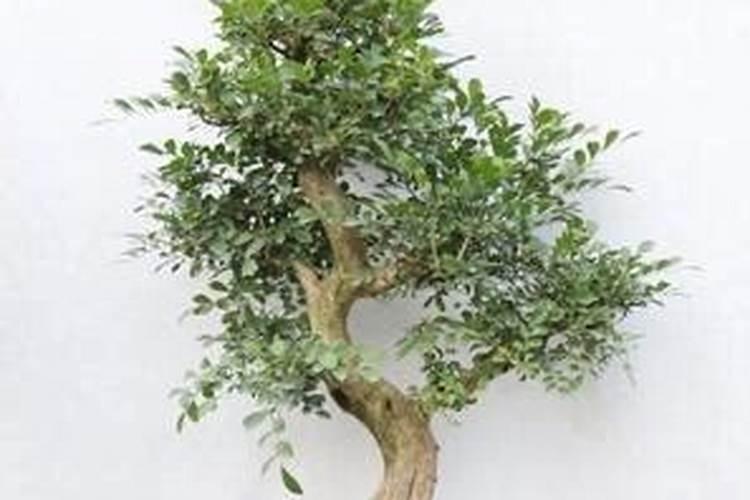 粉末丁腈橡胶和粉末丁晴橡胶有什么区别