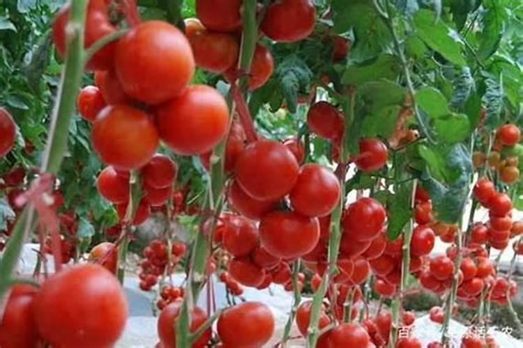 ...剂(赤霉素吲哚乙酸芸苔素内酯)是哪个产生产的？