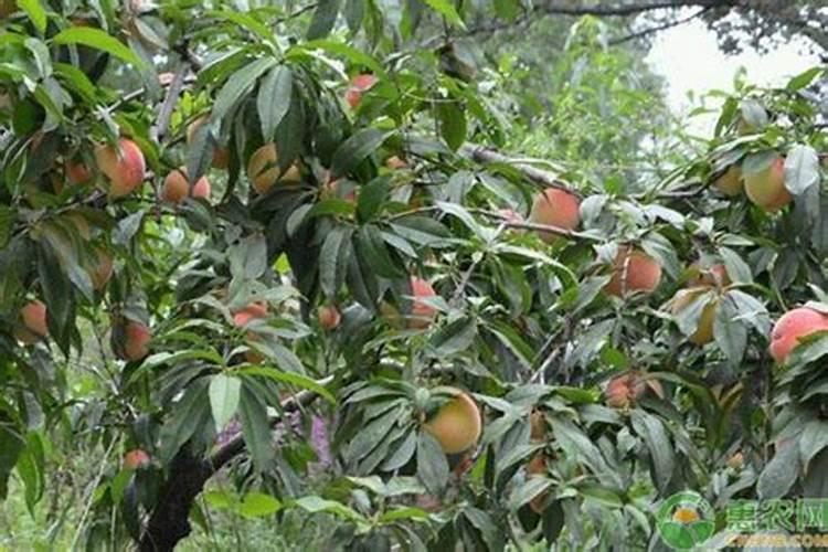 桃树挂果后施什么肥？桃树盛果期如何管理