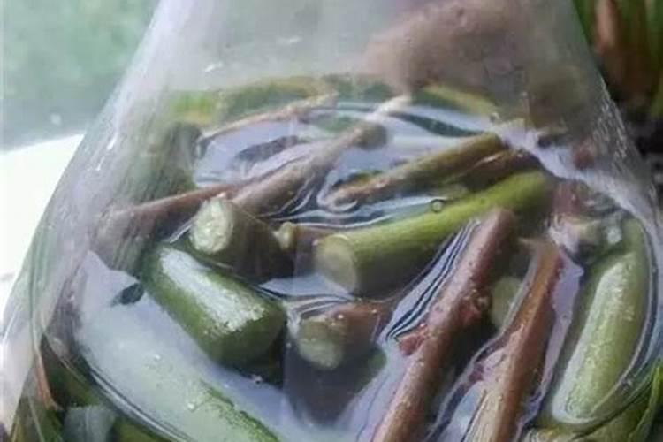 代森锰锌可以浇兰花吗