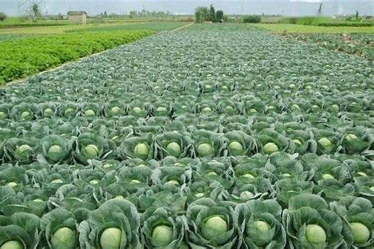 硝酸铵中氮氢氧元素的质量比